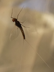Ephemeroptera