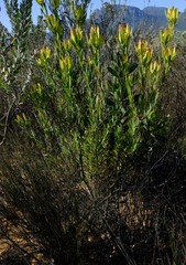 Leucadendron foedum
