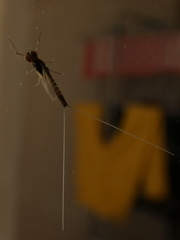 Ephemeroptera