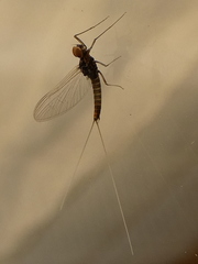 Ephemeroptera