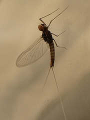 Ephemeroptera
