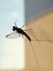 Ephemeroptera