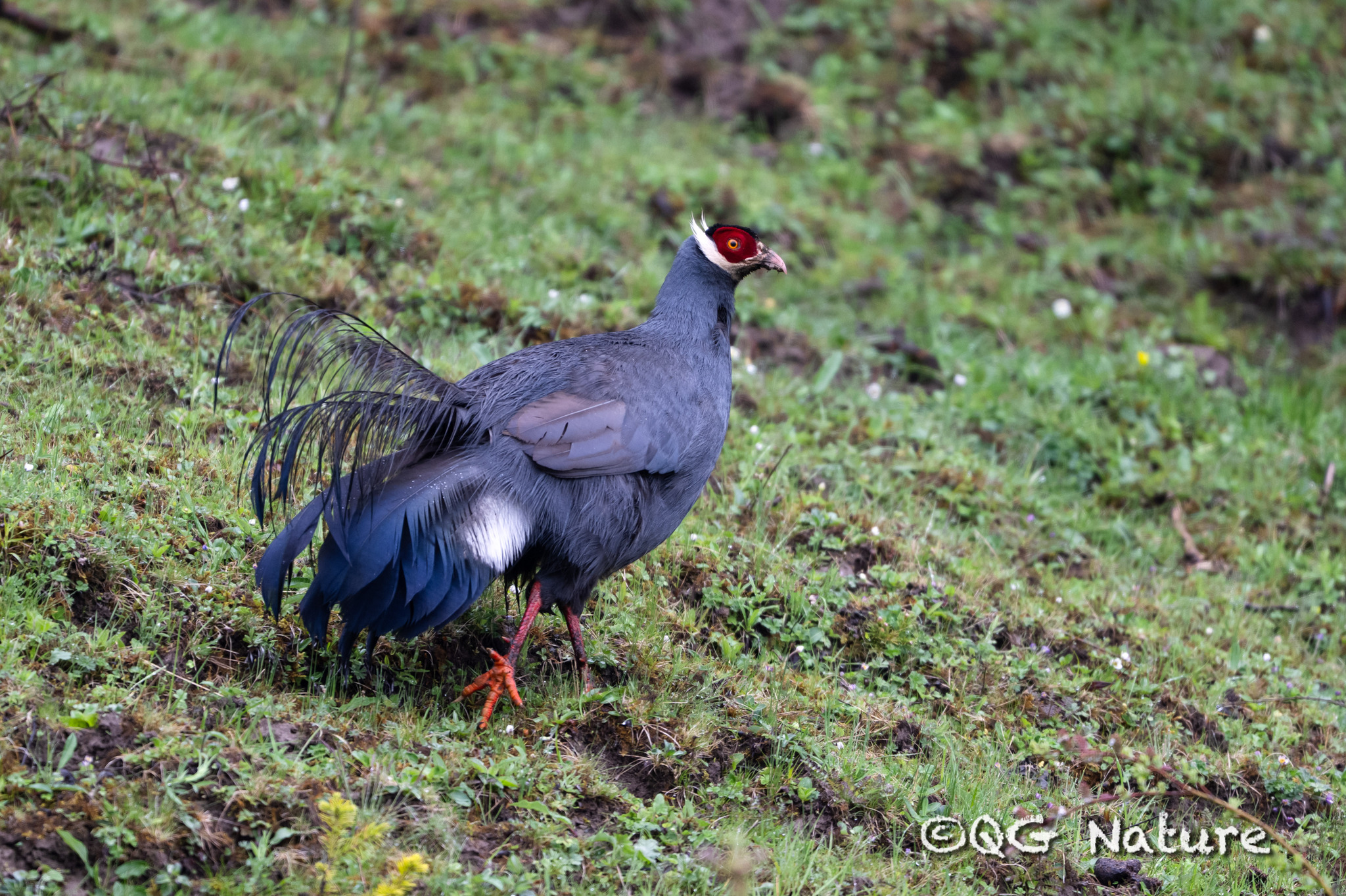 Blue Eared Pheasant
