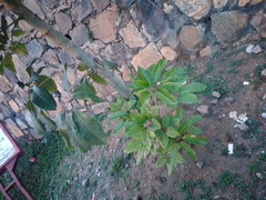Heptapleurum actinophyllum