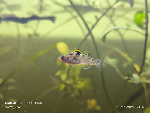 Hemigobius mingi (Herre, 1936)