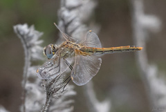 Sympetrum fonscolombii