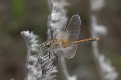 Sympetrum fonscolombii