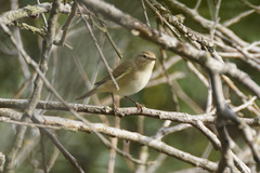 Phylloscopus trochilus
