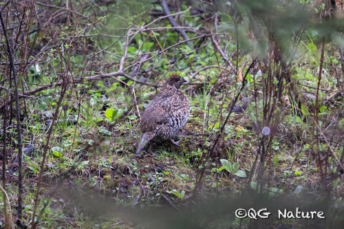 Chinese Grouse (Tetrastes sewerzowi), photo 2
