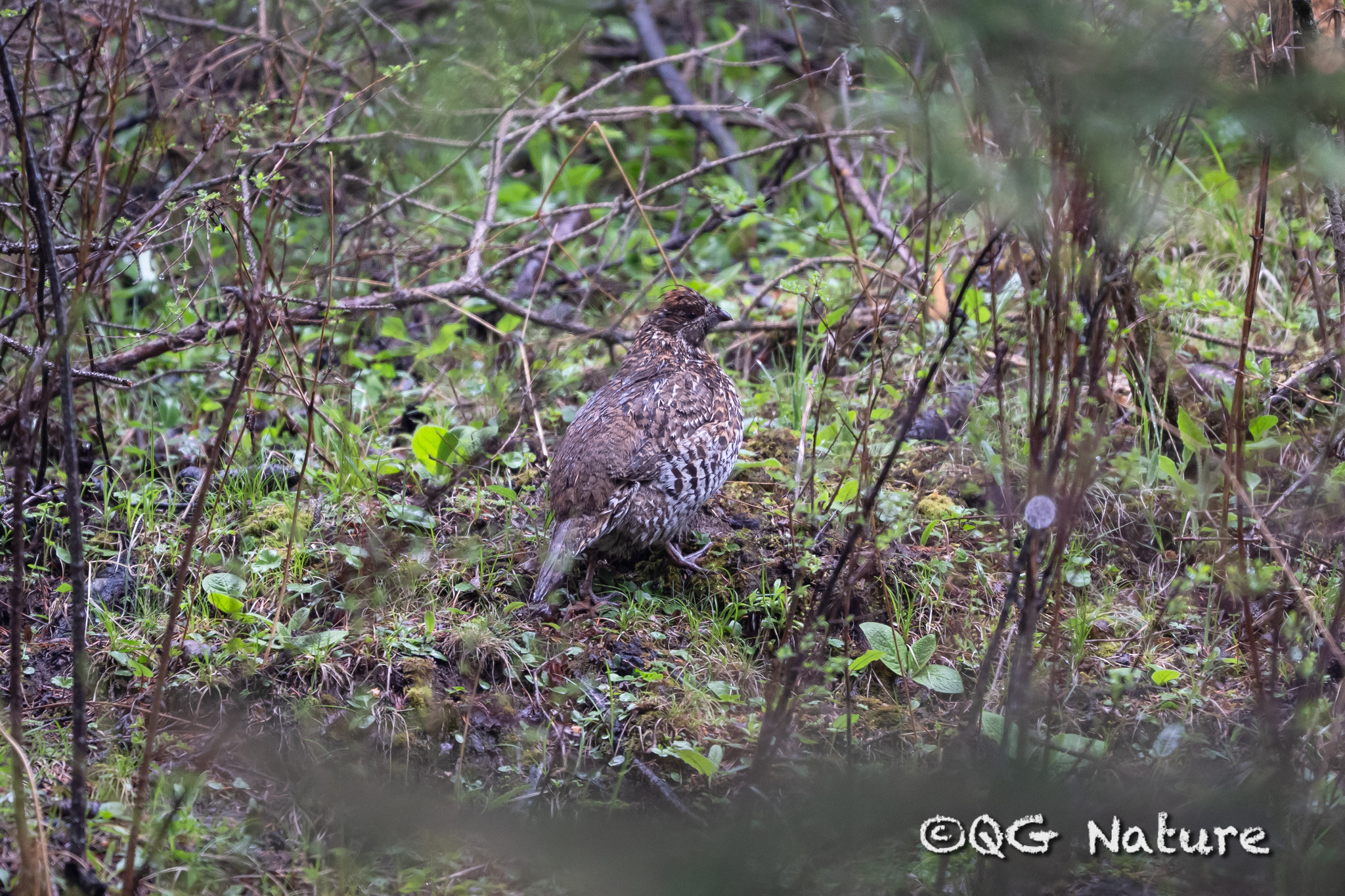 Chinese Grouse
