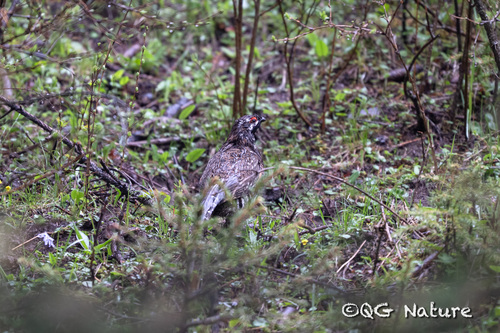 Chinese Grouse (Tetrastes sewerzowi)