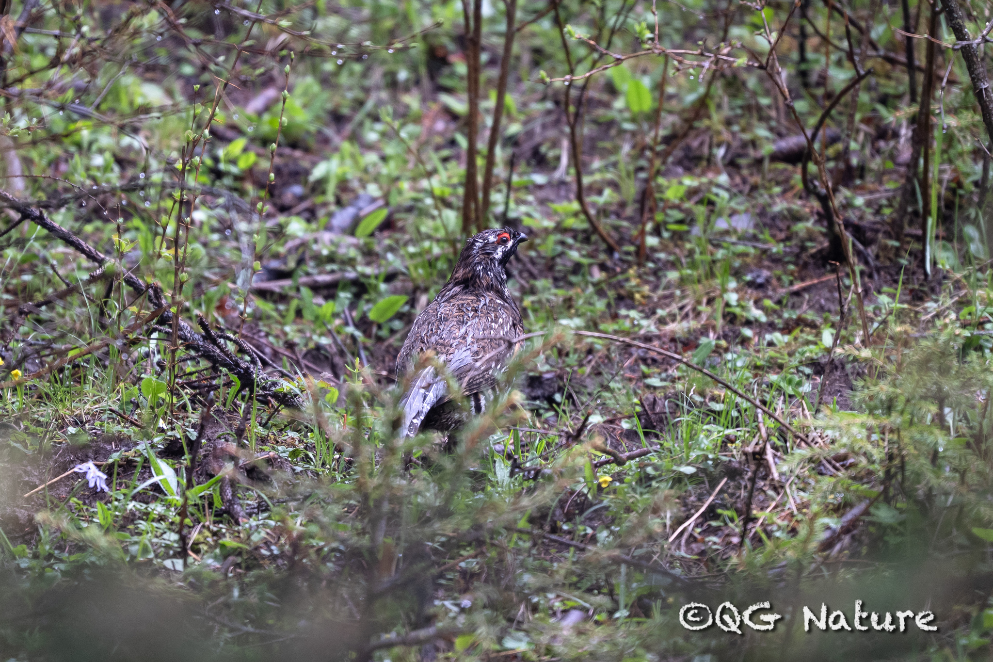Chinese Grouse
