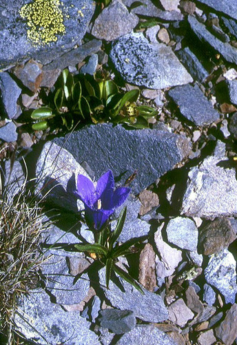 Campanula dasyantha, photograph 4