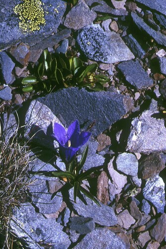 Campanula dasyantha, photograph 6