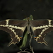 Papilio aristodemus - Photo (c) Patricia Torres Pineda, some rights reserved (CC BY-NC), uploaded by Patricia Torres Pineda