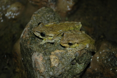 Osteopilus dominicensis