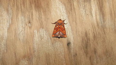 Papaipema leucostigma