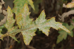 Golovinomyces echinopis