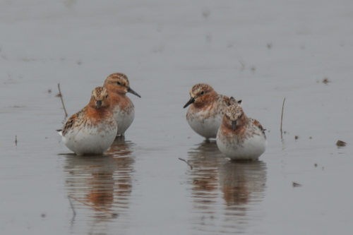Correlimos cuellirrojo (Calidris ruficollis)