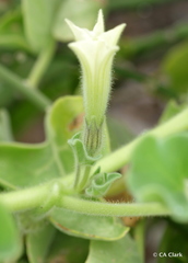 Exodeconus miersii