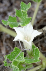 Exodeconus miersii