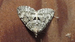 Thera contractata