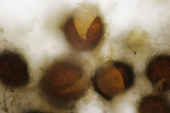 Golovinomyces echinopis