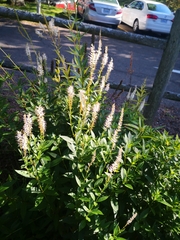 Veronicastrum