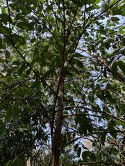 Oxyanthus speciosus