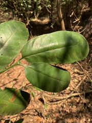 Oxyanthus speciosus