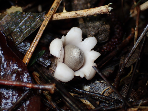 Geastrum saccatum