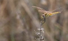 Sympetrum fonscolombii