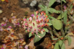Anthyllis vulneraria rubriflora
