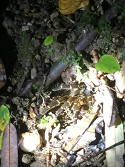 Spinosatibiapalpus trinitatis