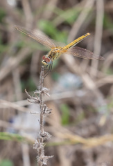 Sympetrum fonscolombii