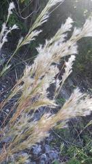 Andropogon gayanus