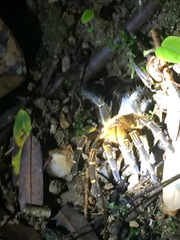 Spinosatibiapalpus trinitatis