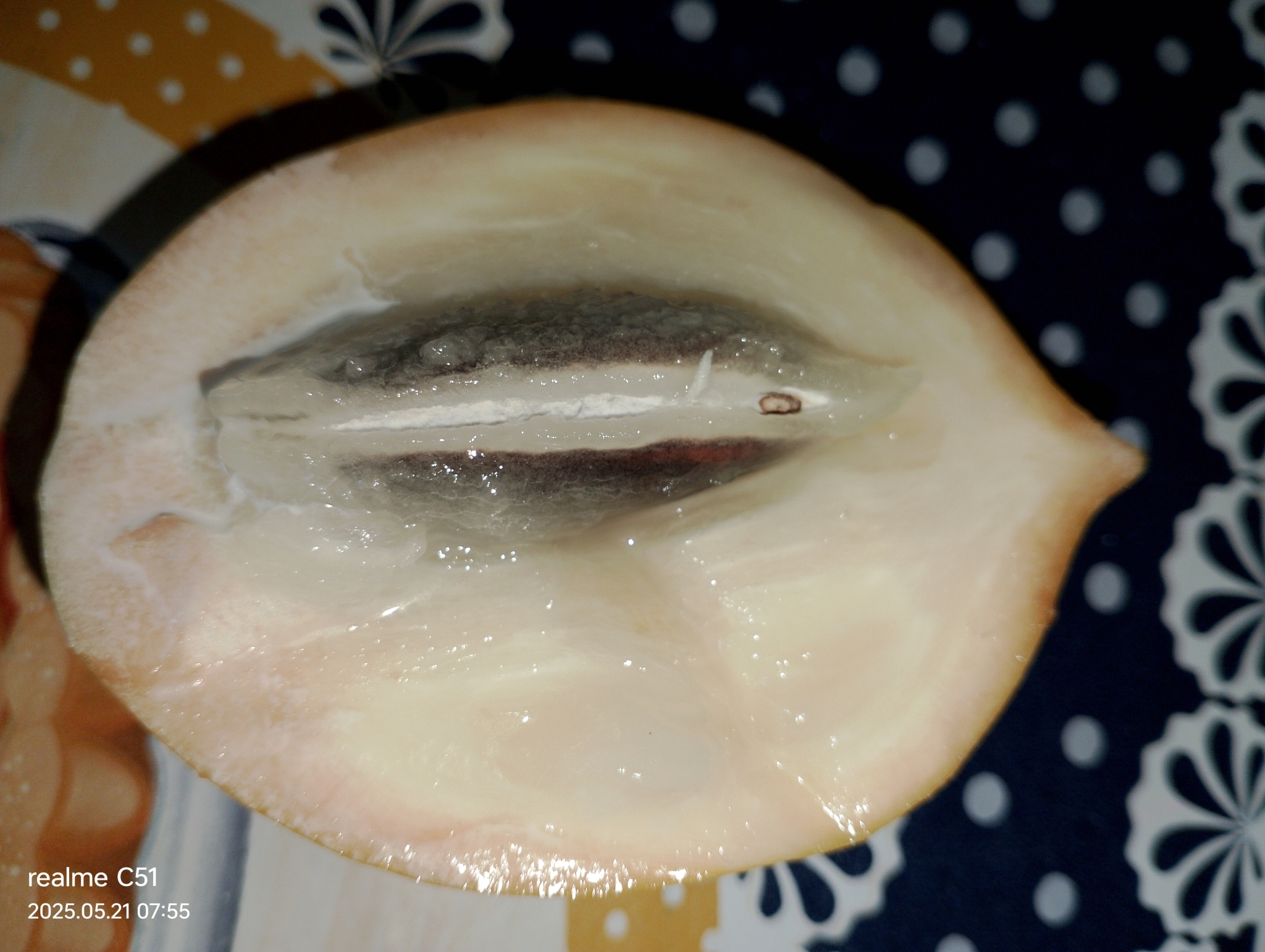 Pouteria caimito