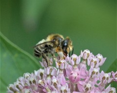 Megachile frigida