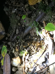 Spinosatibiapalpus trinitatis