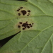 Uromyces kabatianus - Photo 由 bjoerns 所上傳的 (c) bjoerns，保留部份權利CC BY-SA