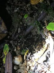 Spinosatibiapalpus trinitatis