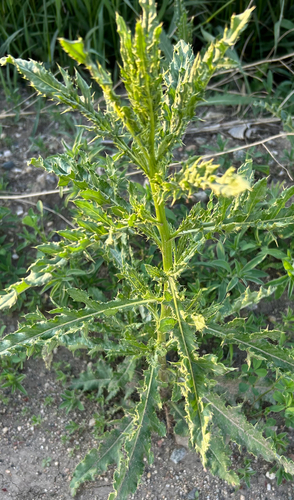 creeping thistle