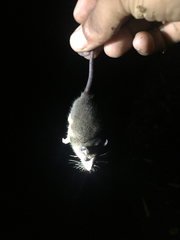 Didelphis marsupialis