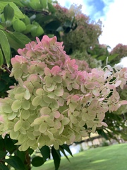 Hydrangea