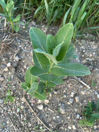 common milkweed
