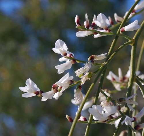 White weeping broom
