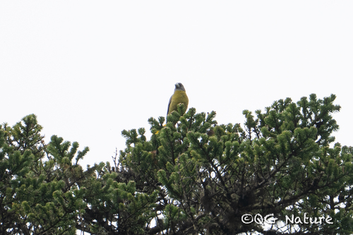 Collared Grosbeak (Mycerobas affinis), photo 2