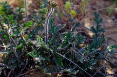Pelargonium radulifolium