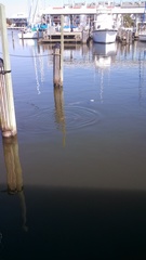 Atractosteus spatula